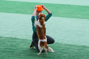 Открытые и квалификационные соревнования по танцам с собаками фото - 7