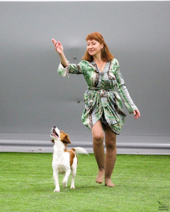 Лючи на выездных соревнованиях по танцам с собаками в Питере фото - 10