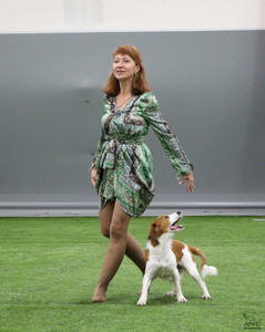 Лючи на выездных соревнованиях по танцам с собаками в Питере фото - 1