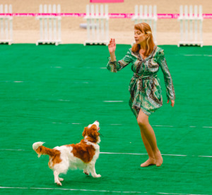 Лючи на квалификационных соревнованиях по танцам с собаками фото - 9