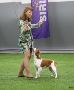 Лючи на квалификационных соревнованиях по танцам с собаками фото - 2