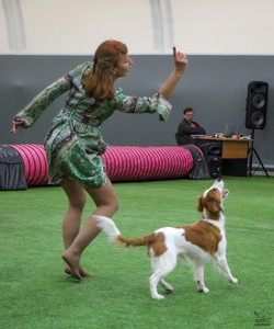 Лючи на выездных соревнованиях по танцам с собаками в Питере фото - 6