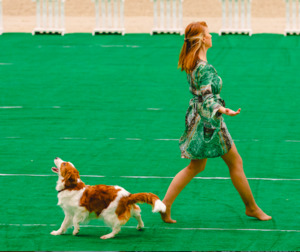 Лючи на квалификационных соревнованиях по танцам с собаками фото - 2