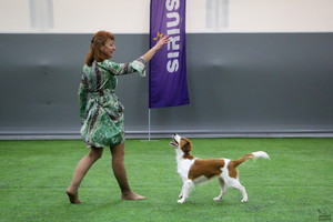 Лючи на выездных соревнованиях по танцам с собаками в Питере фото - 9